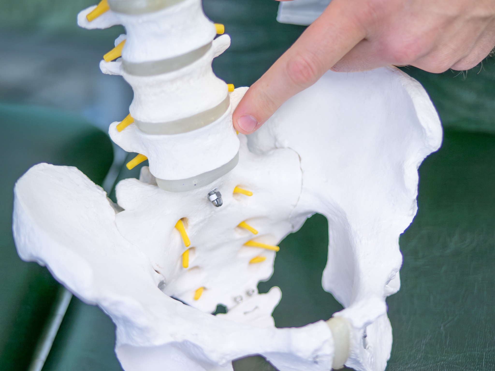 Anatomski model zdjelice i kralježnice